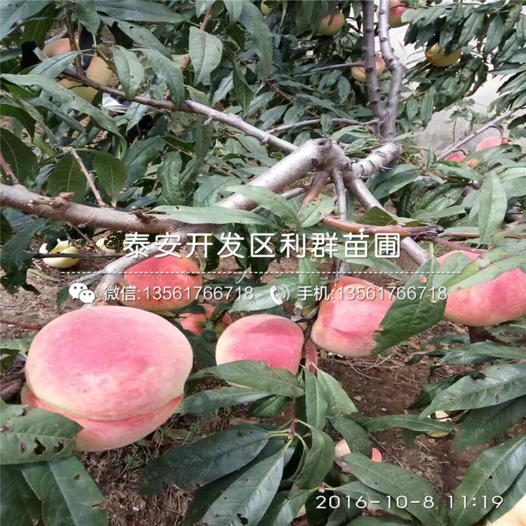 2018年桃樹原生苗格是多少