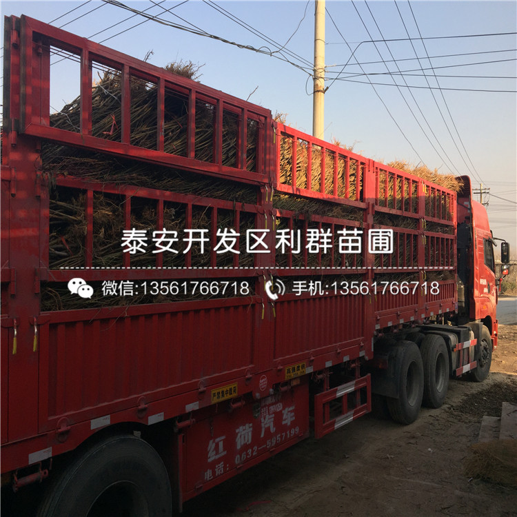 籬笆樹種苗、籬笆樹種苗批發(fā)基地