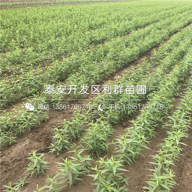 桃樹小苗價(jià)位多少