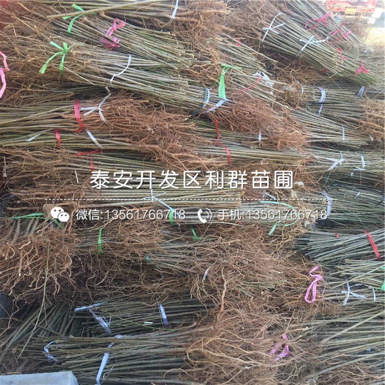 桃樹小苗價(jià)位多少