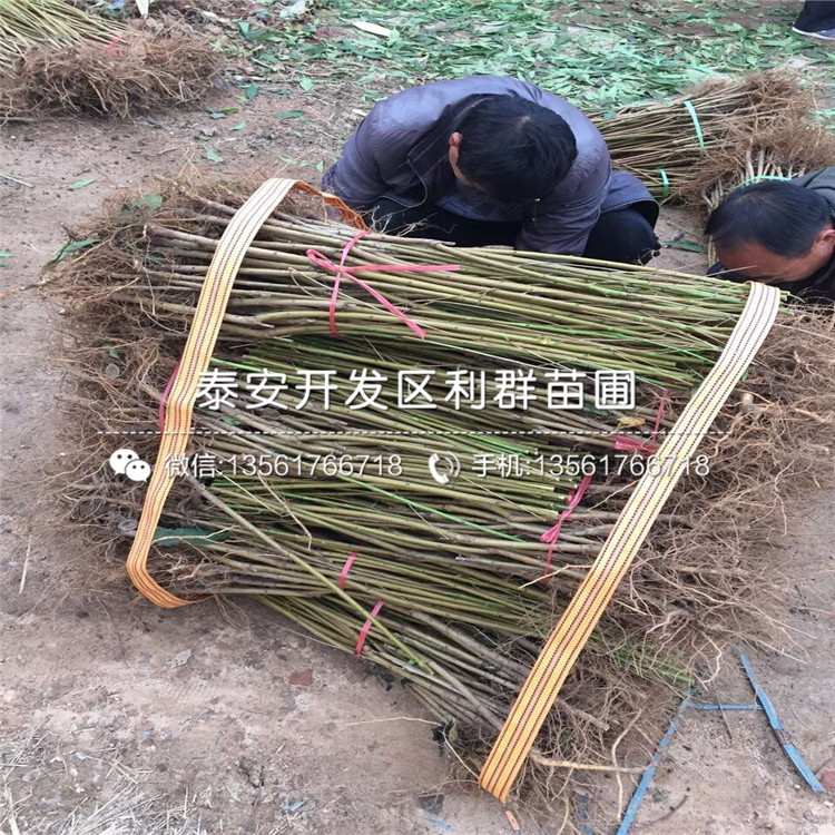 哪里桃樹(shù)樹(shù)苗價(jià)格低