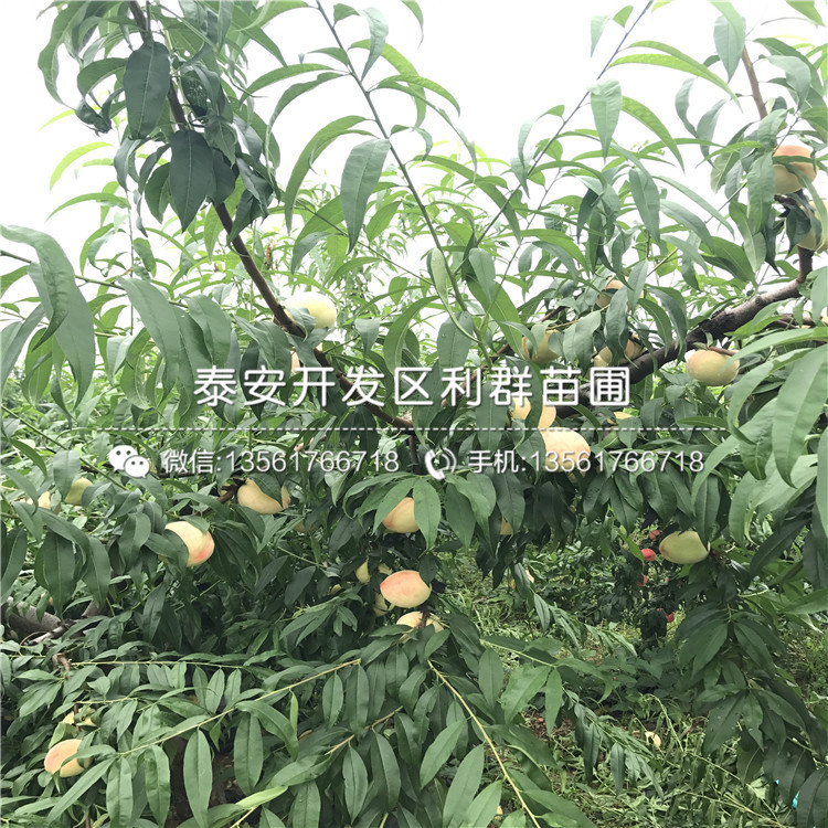 山東桃樹原生苗價格多少