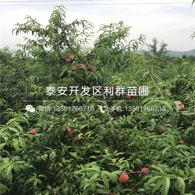 桃樹樹苗價錢