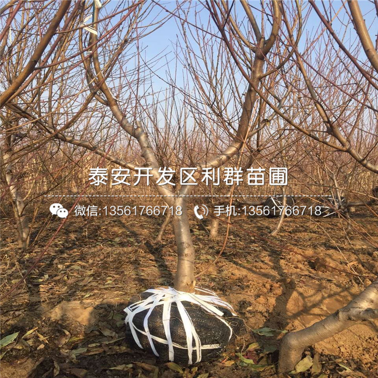 桃樹(shù)嫁接苗、2018年桃樹(shù)嫁接苗價(jià)格