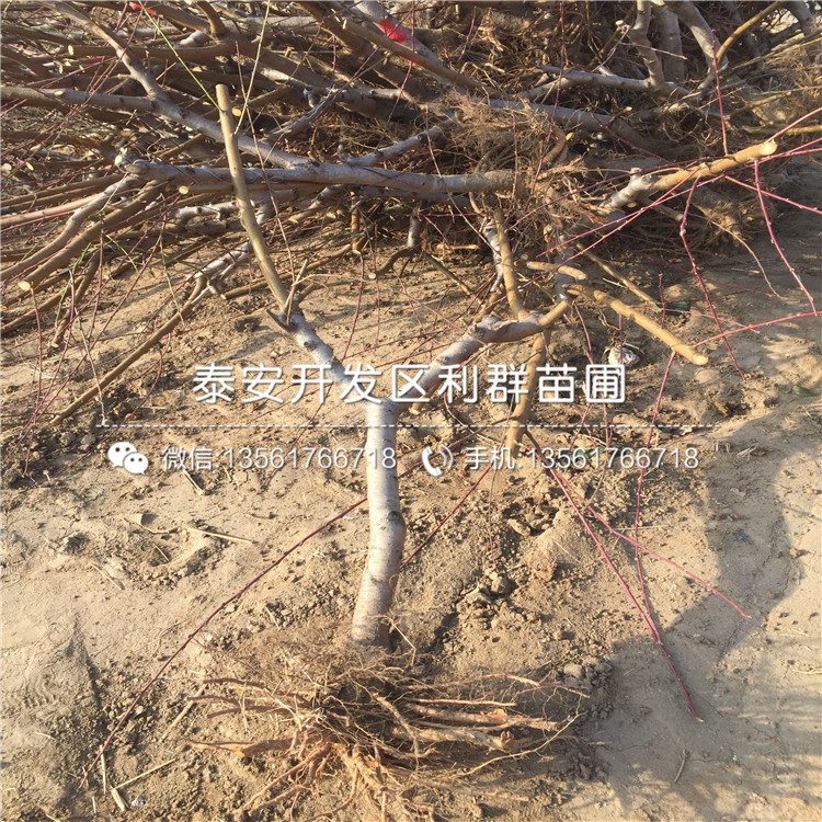 桃樹種苗出售、2018年桃樹種苗出售