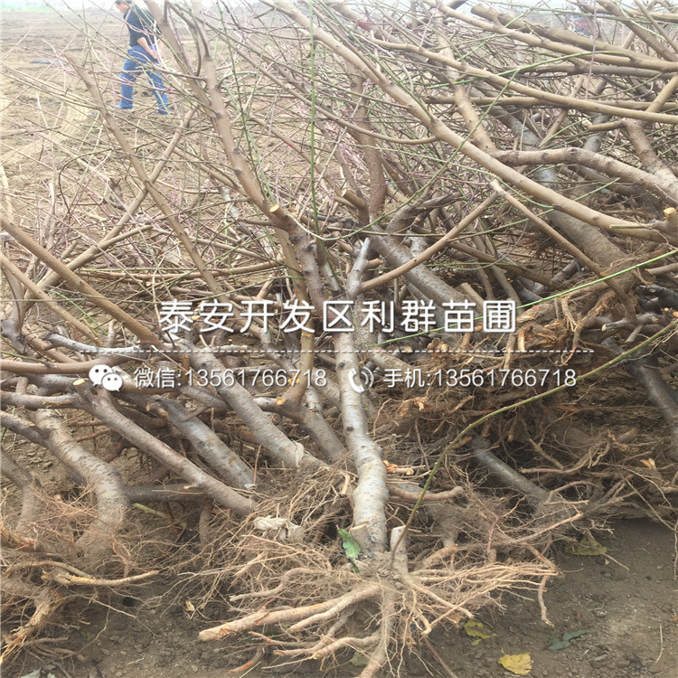桃樹種苗格、桃樹種苗批發(fā)基地