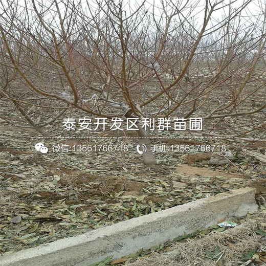 桃樹實生苗批發(fā)、桃樹實生苗基地
