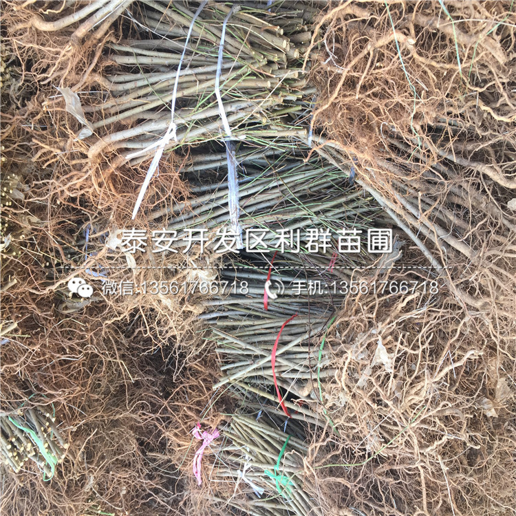 山東桃樹原生苗出售價格多少