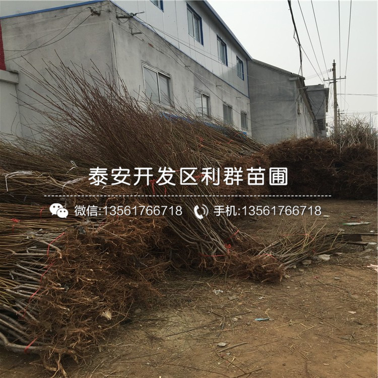桃樹實生苗出售價格、桃樹實生苗格是多少