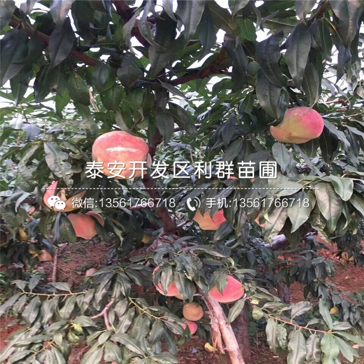 桃樹價格、桃樹多少錢一株