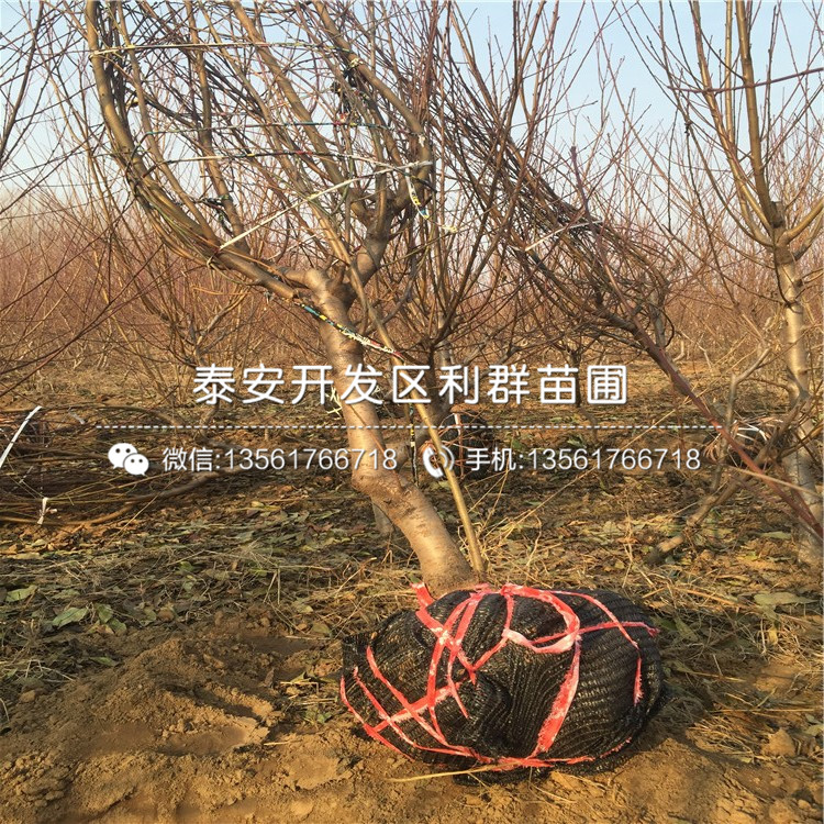 2018年桃樹小苗出售價格