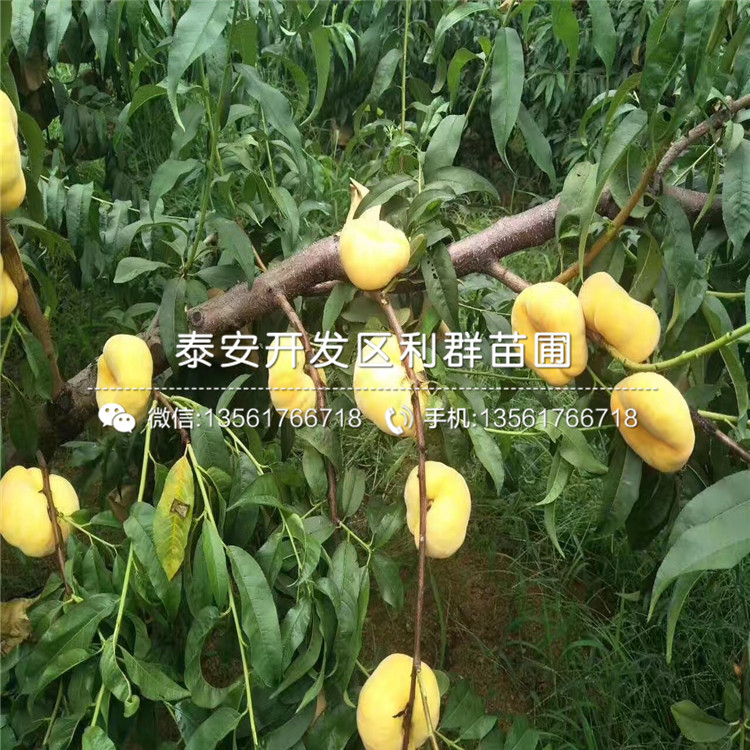 新品種桃樹小苗出售價(jià)格是多少