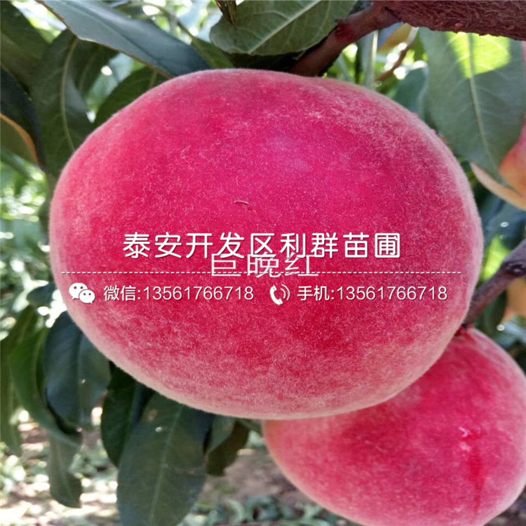桃樹批發(fā)、桃樹出售價格