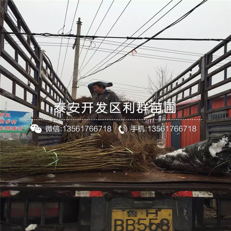 新品種桃樹小苗出售價(jià)格是多少