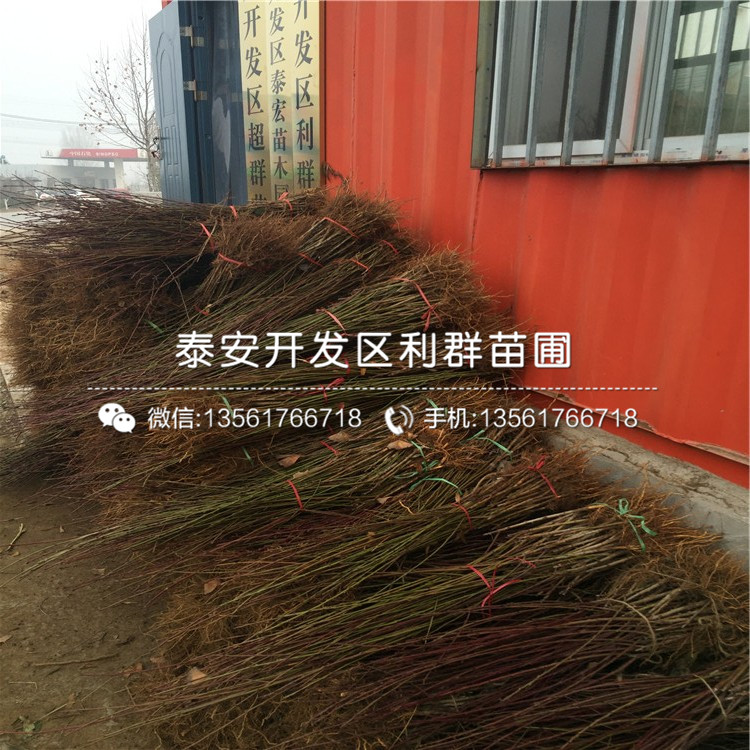 出售桃樹實生苗價格多少
