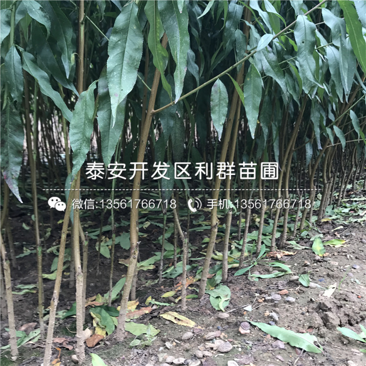 一棵桃樹(shù)樹(shù)苗多少錢、桃樹(shù)樹(shù)苗多少錢一棵