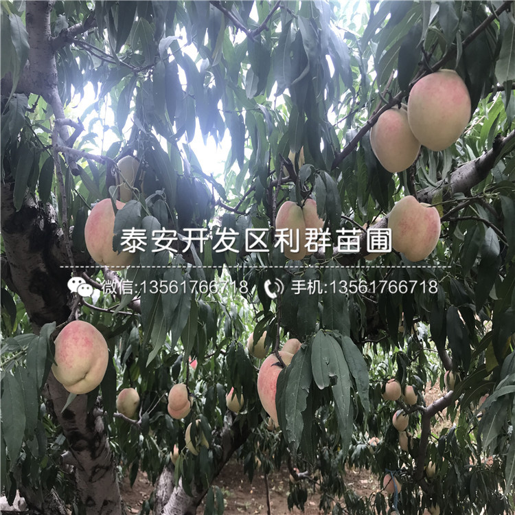 桃樹小苗品種、桃樹小苗價(jià)格是多少