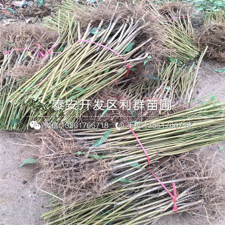 桃树树苗销售基地