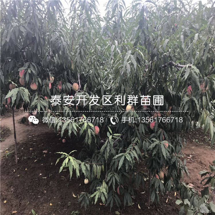 山東瑞德櫻桃樹樹苗產(chǎn)量怎么樣