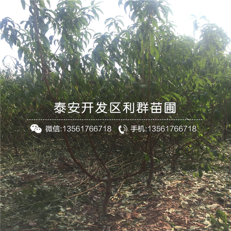 桃樹批發(fā)、桃樹出售價格
