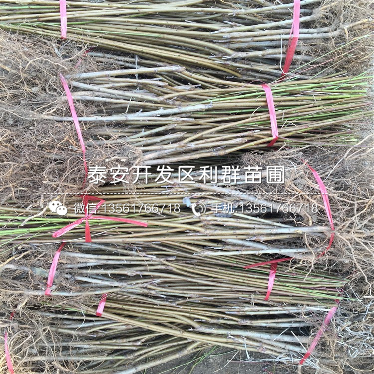 桃樹價格是多少