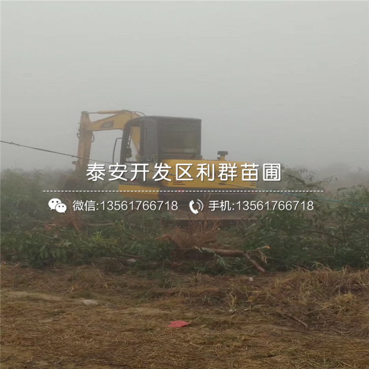 桃樹樹苗出售價(jià)格低