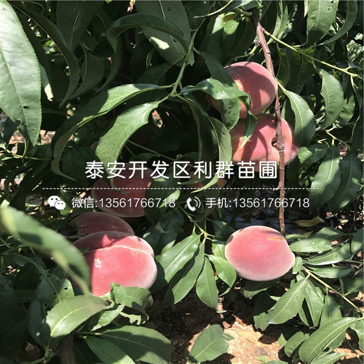 桃樹實生苗一畝地種植多少棵