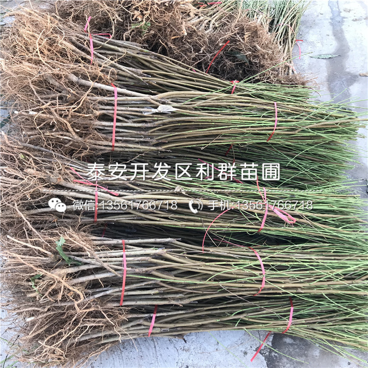 桃樹實(shí)生苗價(jià)格