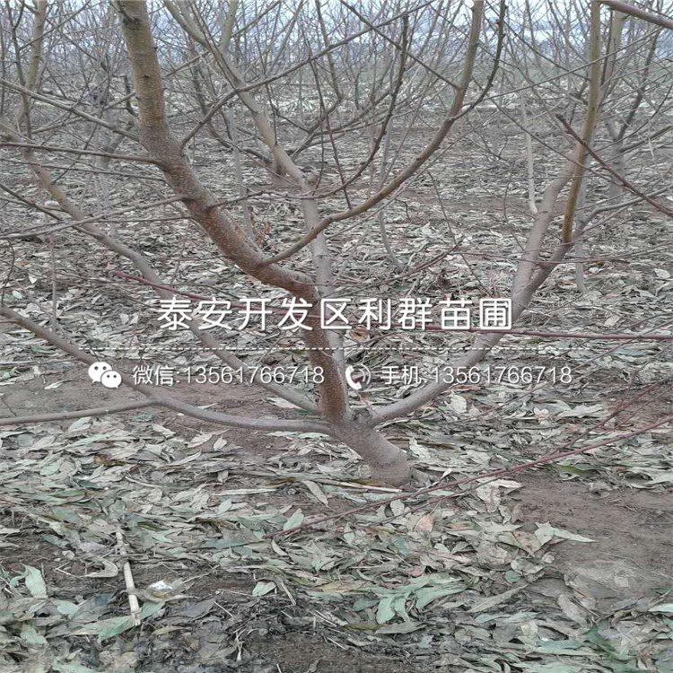 桃樹(shù)小苗、2018年桃樹(shù)小苗新品種