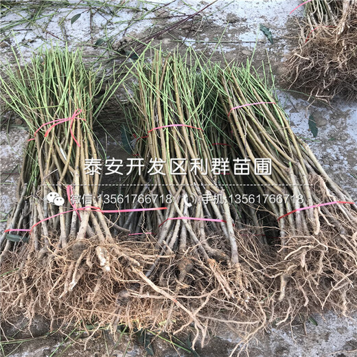 2018年桃樹小苗出售價格