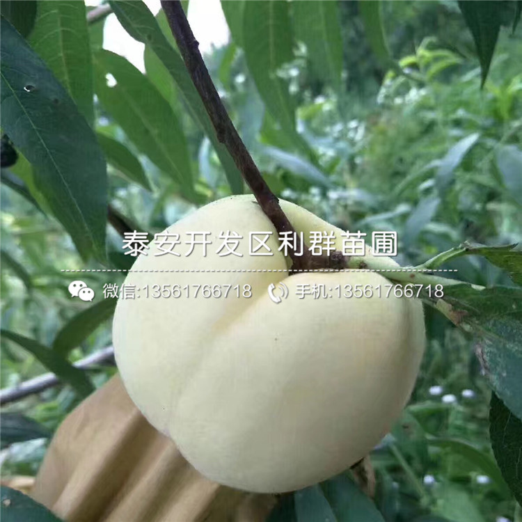 桃樹(shù)原生苗哪里便宜、2018年桃樹(shù)原生苗多少錢一棵