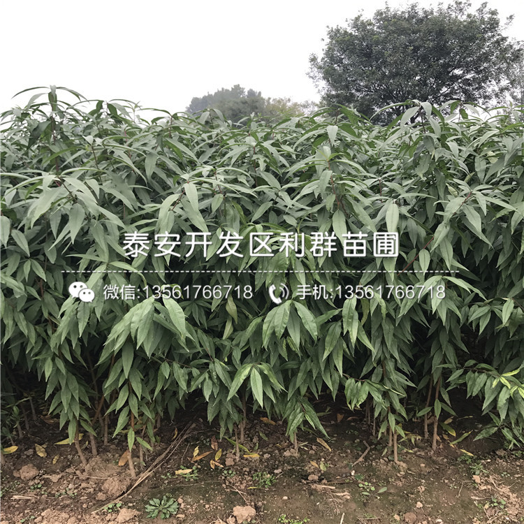 桃樹(shù)原生苗哪里便宜、2018年桃樹(shù)原生苗多少錢一棵