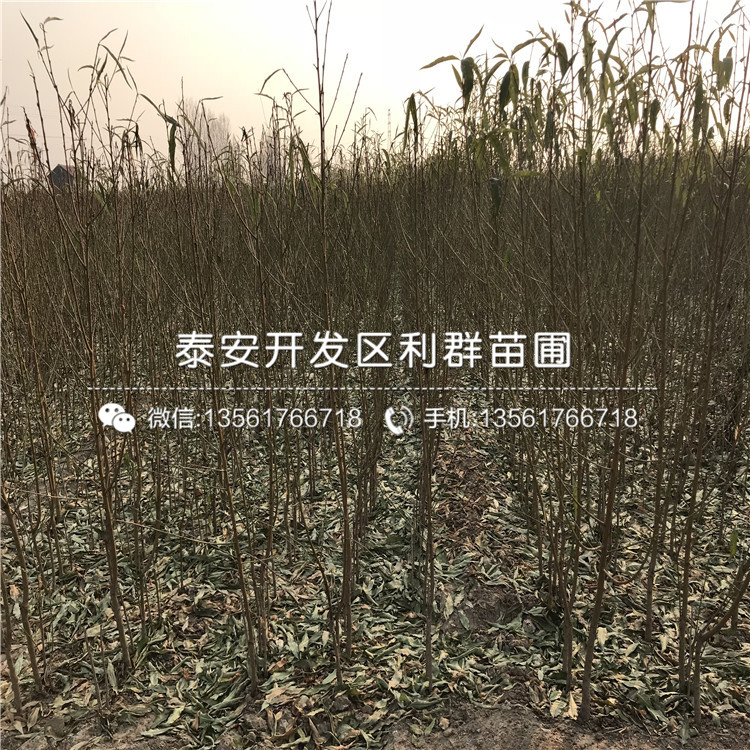 桃樹小苗報(bào)價、桃樹小苗價格多少