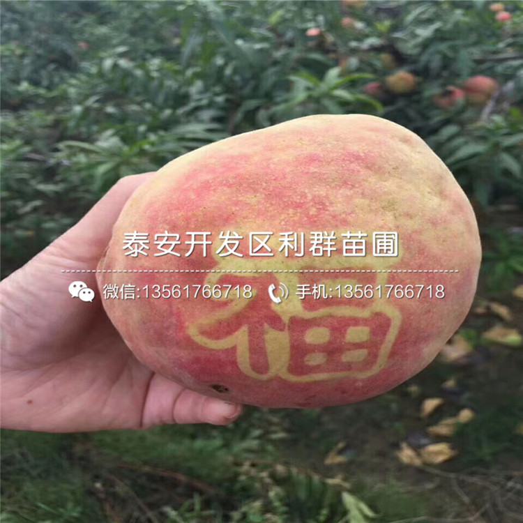 山東桃樹嫁接苗、山東桃樹嫁接苗格