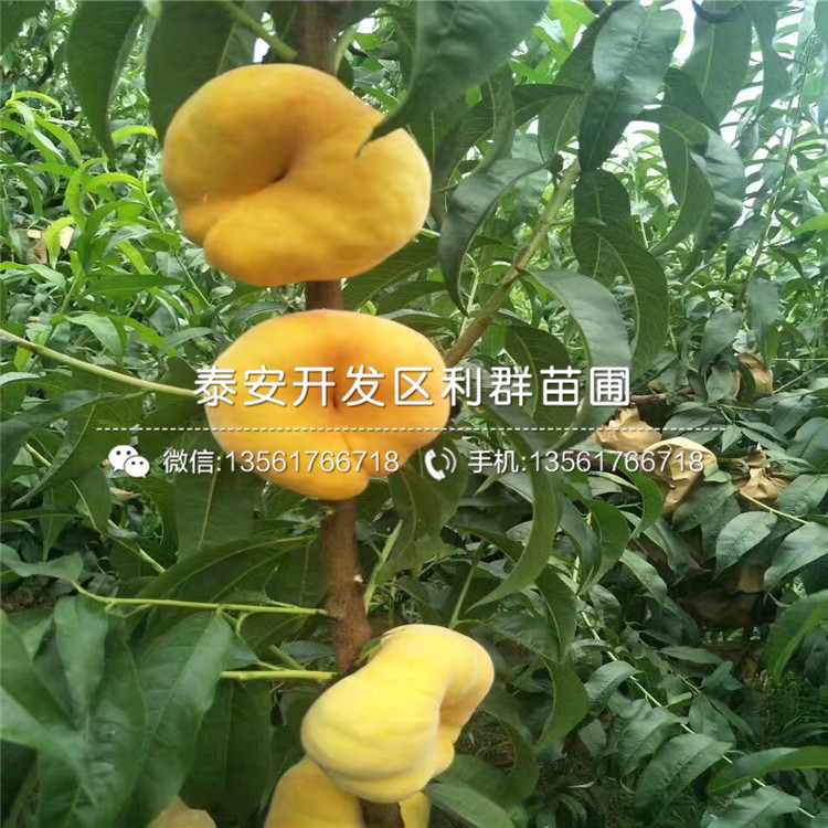 山東瑞德櫻桃樹樹苗5年