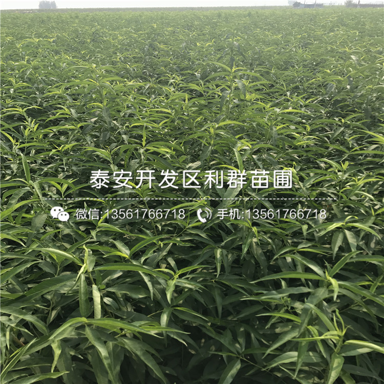 桃樹樹苗格、桃樹樹苗出售價格多少