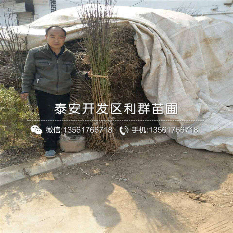 桃樹原生苗、桃樹原生苗多少錢一棵
