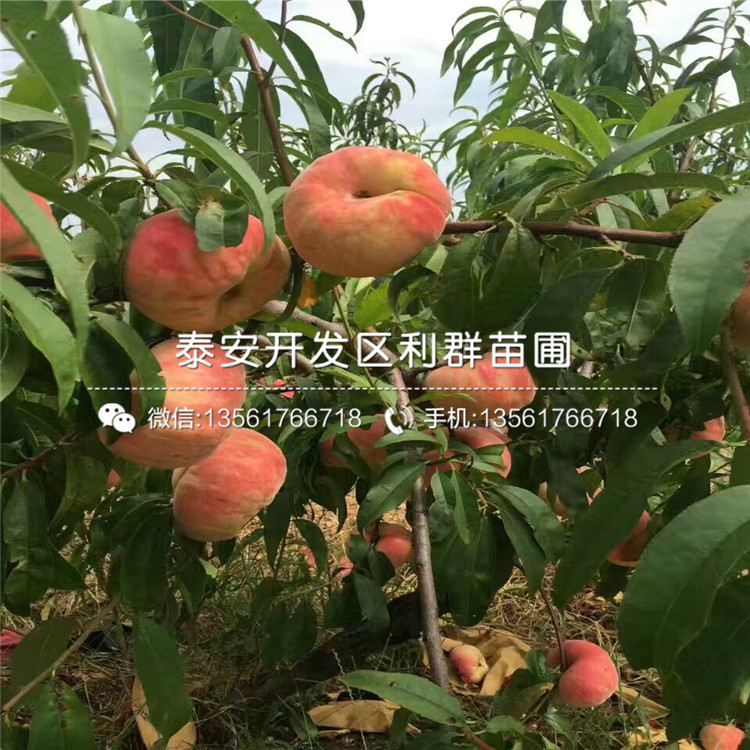 蛇果樹苗品種簡介、蛇果樹苗什么價(jià)格