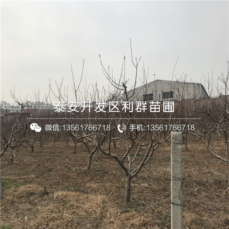 一棵桃樹(shù)樹(shù)苗多少錢、桃樹(shù)樹(shù)苗多少錢一棵