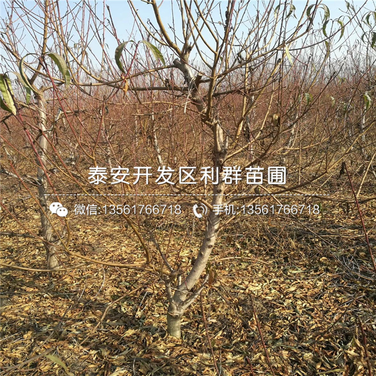 2019年桃樹(shù)小苗、桃樹(shù)小苗批發(fā)基地