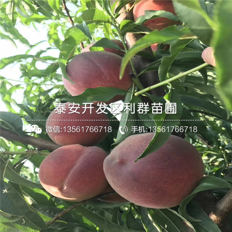 山東桃樹(shù)實(shí)生苗格、山東桃樹(shù)實(shí)生苗價(jià)格是多少