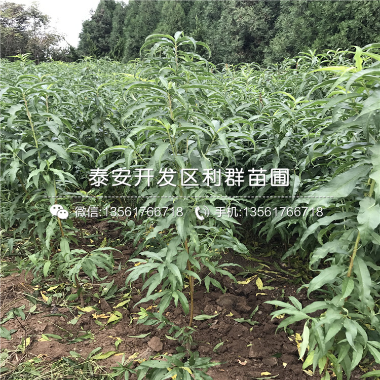 新品種桃樹小苗出售價(jià)格是多少