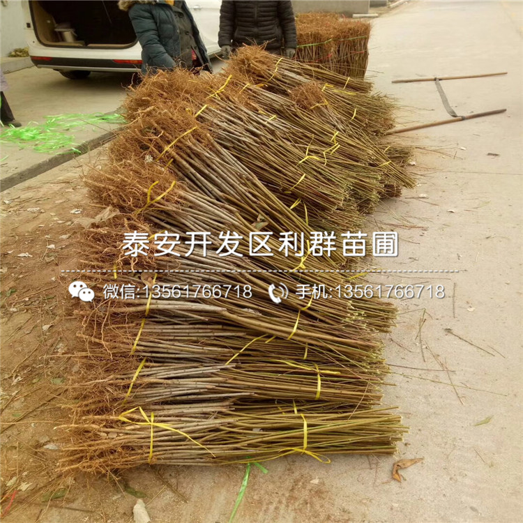 新品種蛇果樹(shù)苗、蛇果樹(shù)苗價(jià)格多少