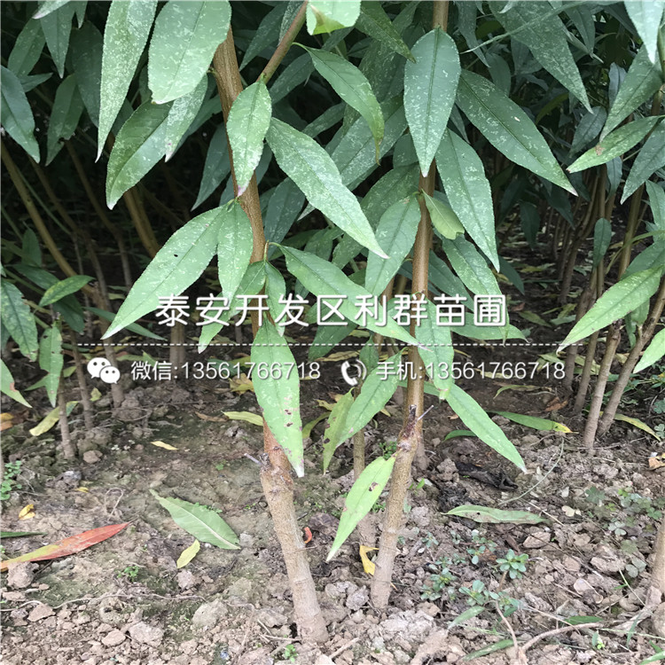 桃樹原生苗、山東桃樹原生苗價格