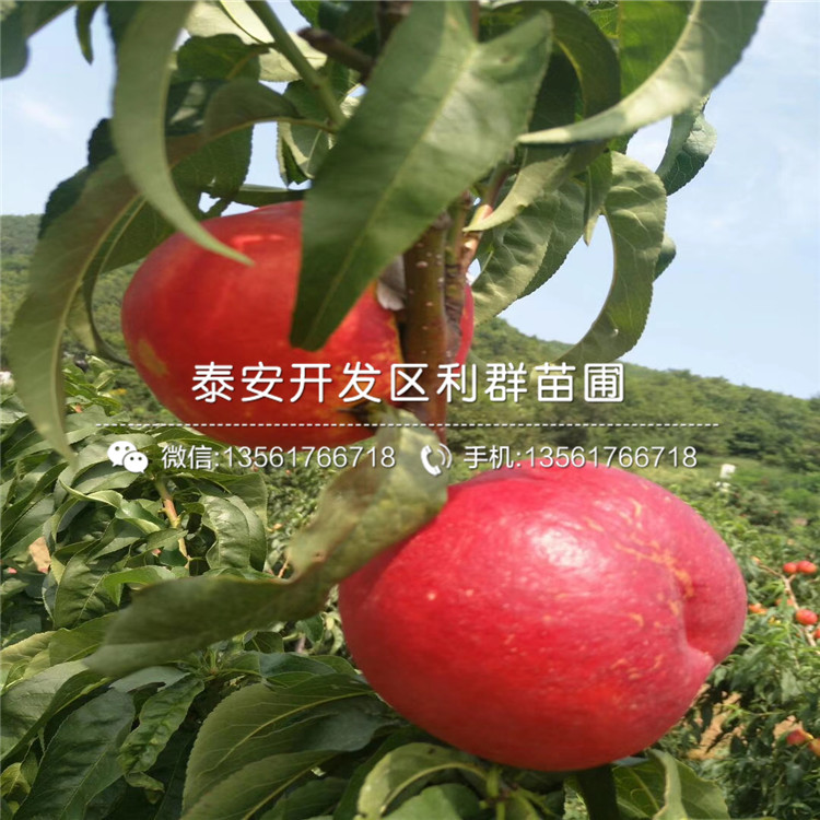 桃樹實(shí)生苗出售價(jià)格、桃樹實(shí)生苗出售基地