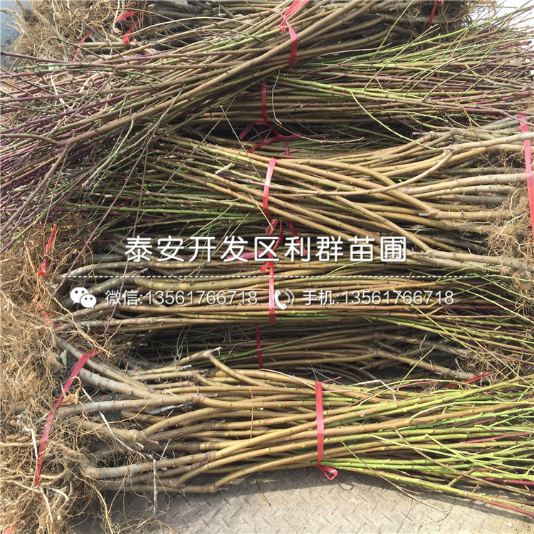 桃樹嫁接苗銷售價(jià)格、桃樹嫁接苗銷售基地