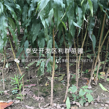 山东桃树树苗出售基地