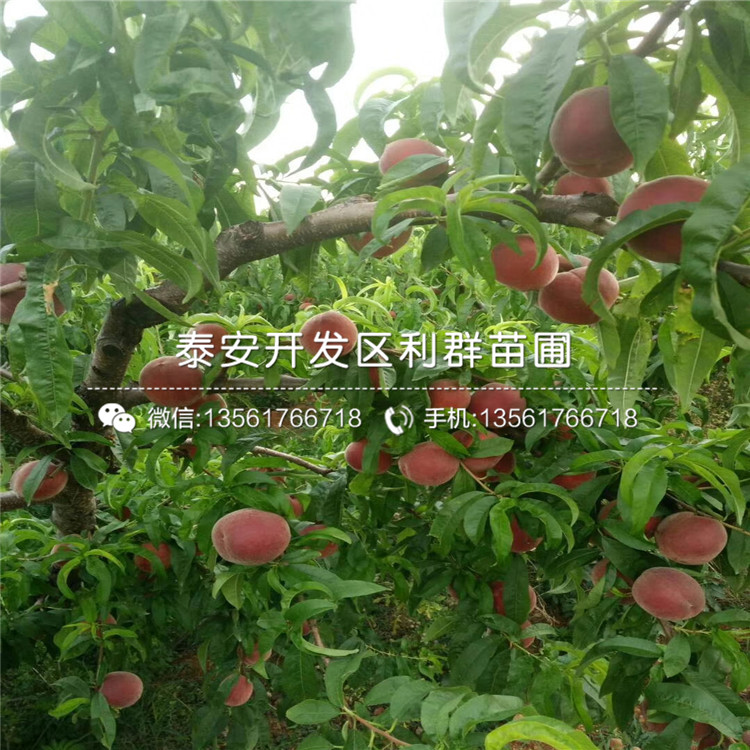 桃樹(shù)小苗、2018年桃樹(shù)小苗新品種
