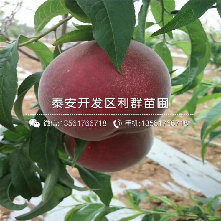 臭橘樹種苗多少錢、臭橘樹種苗多少錢一棵