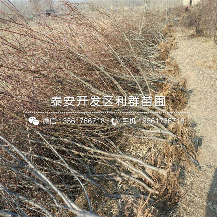 新品種桃樹樹苗價格